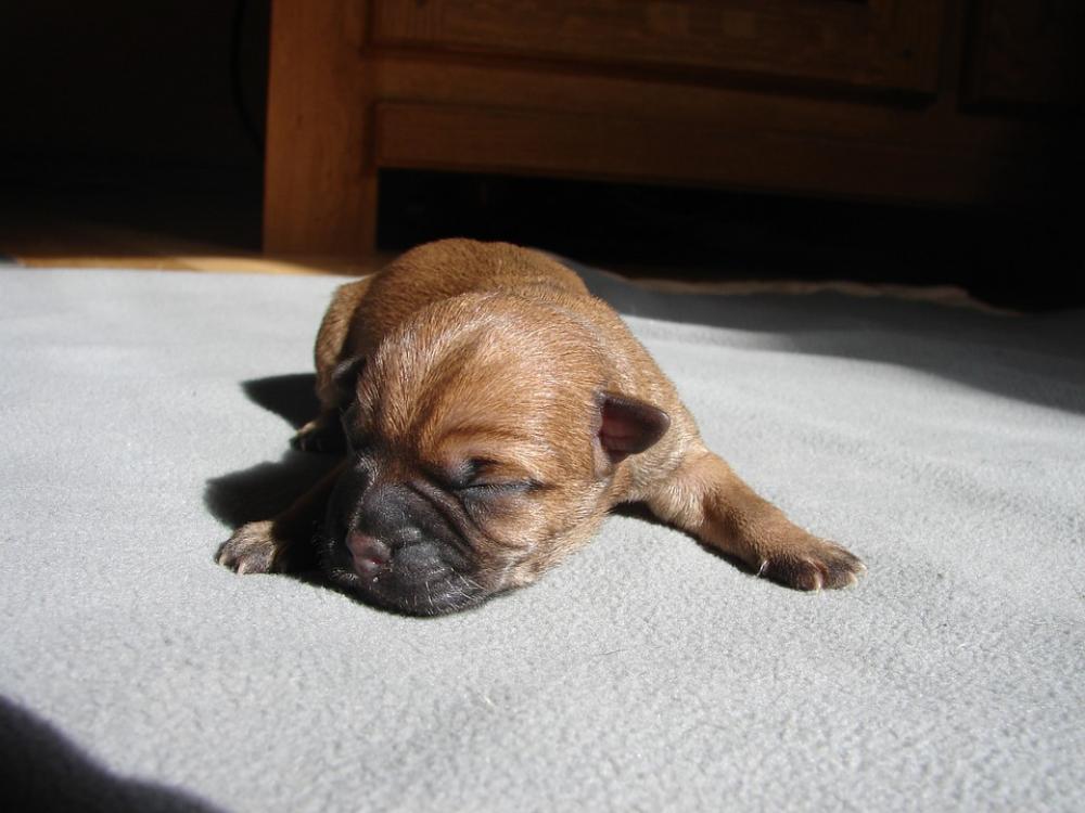 Cairn Terriers Dog Puppy Cairn Terriers Dog Puppy