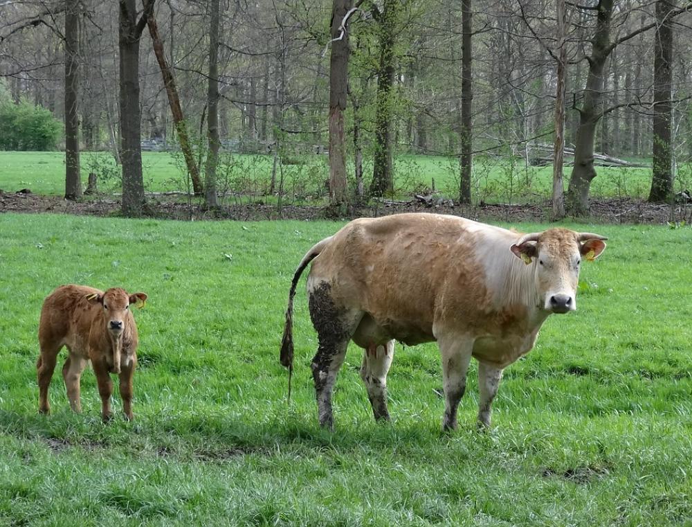 Calf Little Calf Meadow Animals Nature Animal Calf Little Calf Meadow Animals Nature Animal
