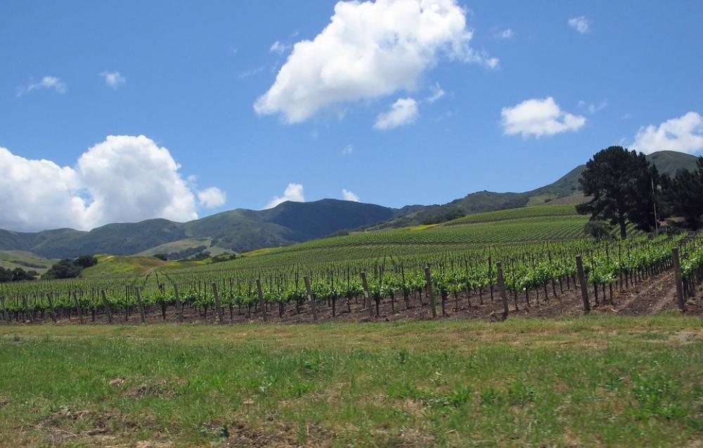 California Santa Ynez Valley Landscape Vineyard California Santa Ynez Valley Landscape Vineyard