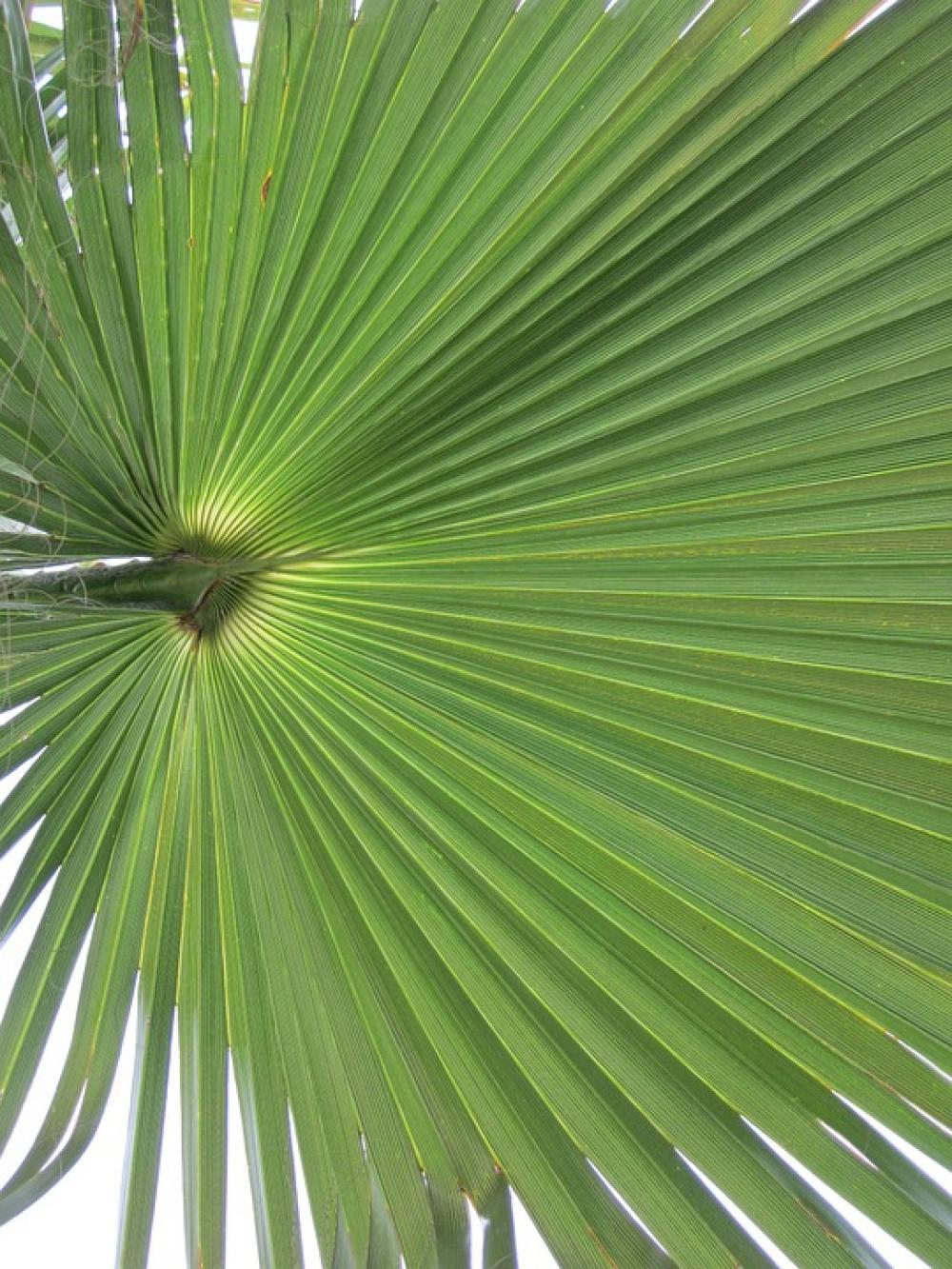 California Washingtonpalme Palm Fronds Palm California Washingtonpalme Palm Fronds Palm