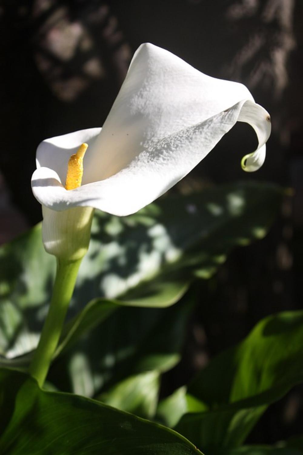 Calla Flower White Blossom Bloom Nature Calla Flower White Blossom Bloom Nature