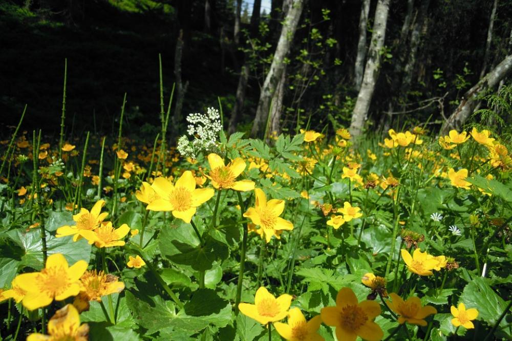 Caltha Palustris Flowers Yellow Ranunculaceae Caltha Palustris Flowers Yellow Ranunculaceae