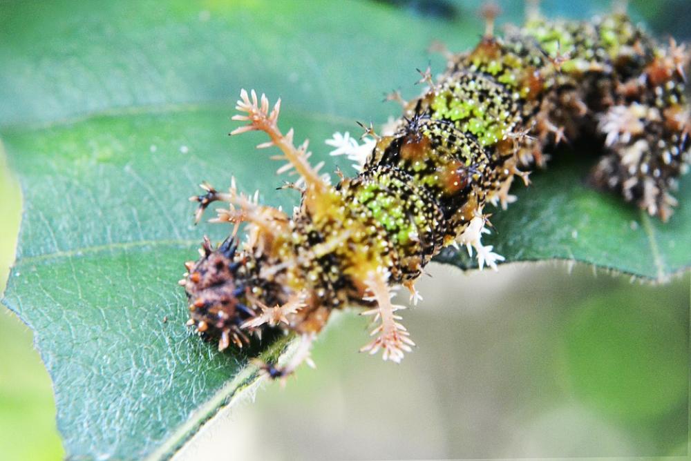 Camouflage Caterpillar Eat Damage Pest Leaf Camouflage Caterpillar Eat Damage Pest Leaf