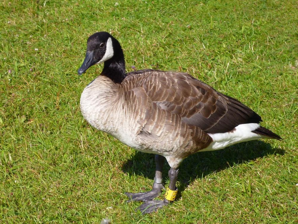 Canadian Goose Water Bird Animal World Nature Canadian Goose Water Bird Animal World Nature
