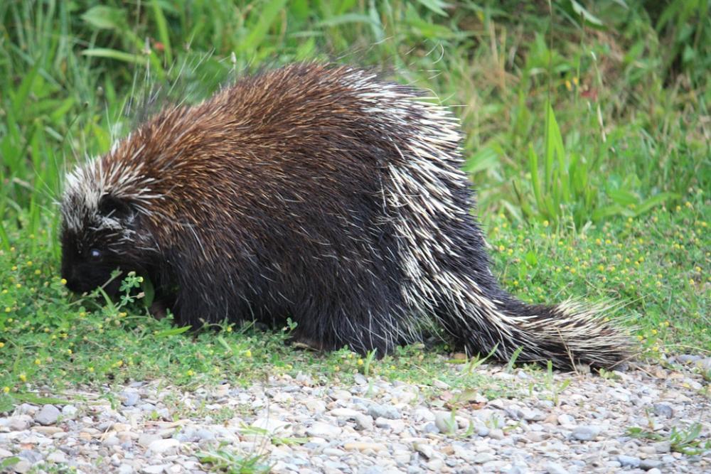 Canadian Porcupine Porcupine Canada Animal Prickly Canadian Porcupine Porcupine Canada Animal Prickly