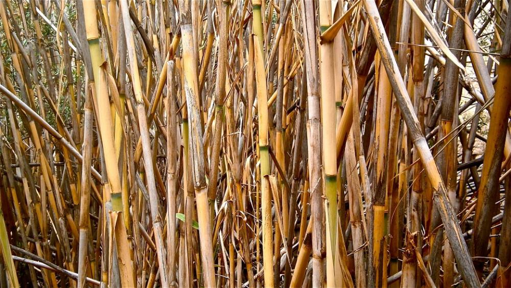 Cane Arundo Donax Stems Cylindrical Vegetable Cane Arundo Donax Stems Cylindrical Vegetable