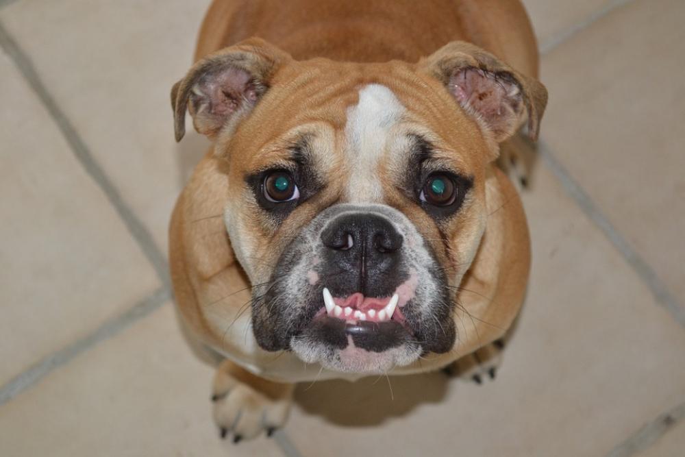 Canine Teeth Bulldog Dog English Bulldog Pet Canine Teeth Bulldog Dog English Bulldog Pet