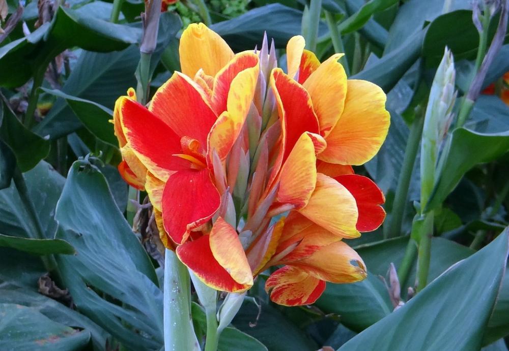 Canna Keli Canna Lily Flower Orange Cannaceae Canna Keli Canna Lily Flower Orange Cannaceae