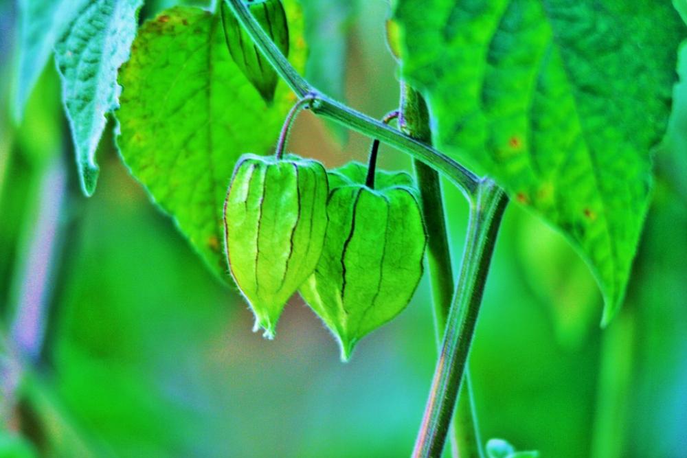 Cape Gooseberry Fruit Gooseberry Green Delicate Cape Gooseberry Fruit Gooseberry Green Delicate