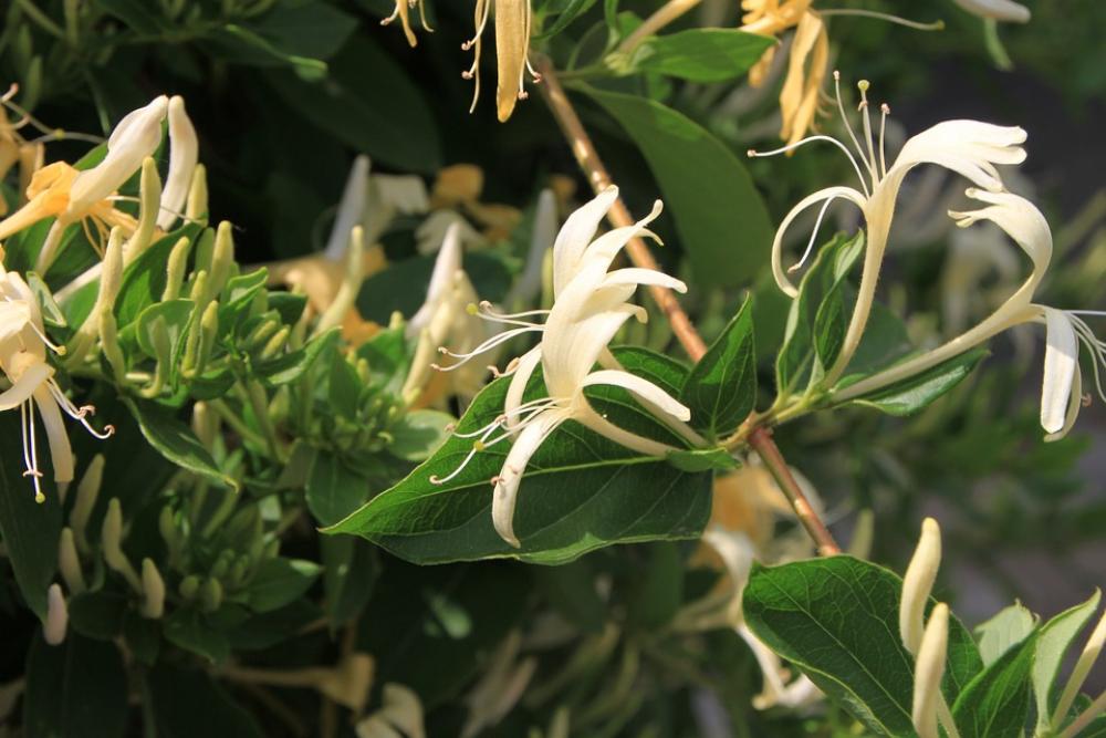 Caprifolium Flowers Honeysuckle Lonicera Woodbine Caprifolium Flowers Honeysuckle Lonicera Woodbine