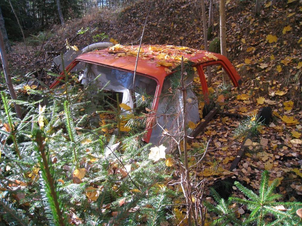Car Roof Forest Autumn Colors Spruce Seedlings Car Roof Forest Autumn Colors Spruce Seedlings