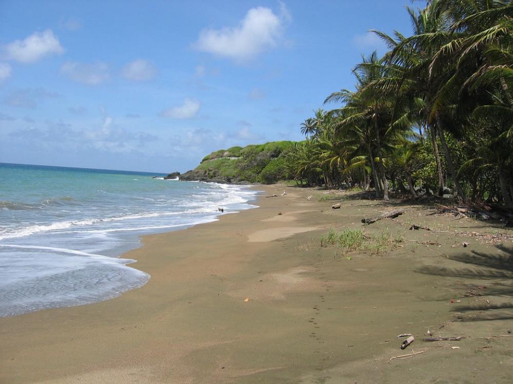 Caribbean Beach Palm Trees Sand Sand Beach Lonely Caribbean Beach Palm Trees Sand Sand Beach Lonely