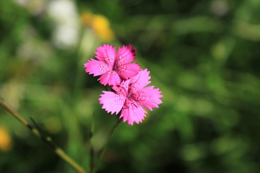 Carnation Caryophyllaceae Dianthus Flowers Pink Carnation Caryophyllaceae Dianthus Flowers Pink
