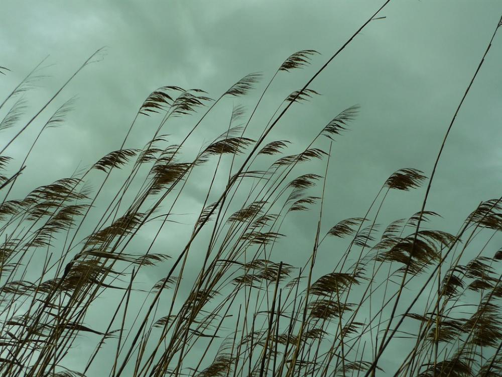 Carrizo Cañas Stems Long Phragmites Australis Carrizo Cañas Stems Long Phragmites Australis