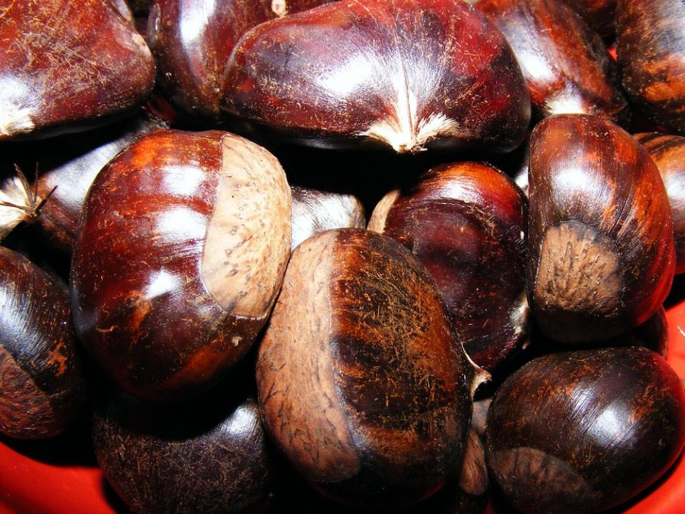 Castanea Chestnut Fagaceae Fruit Sativa Sweet Castanea Chestnut Fagaceae Fruit Sativa Sweet