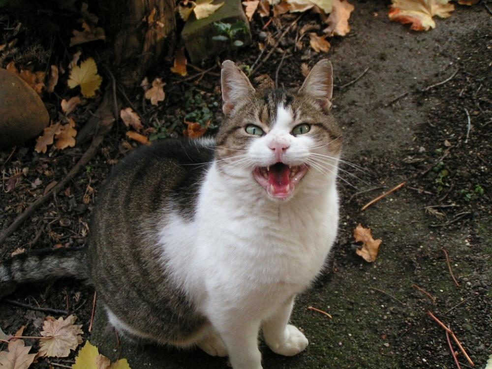 Cat Cat Face Head Animals Pet Feline Kitten Cat Cat Face Head Animals Pet Feline Kitten