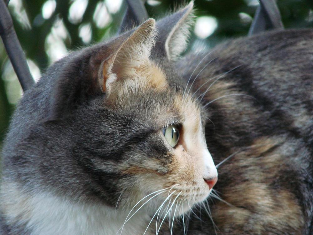 Cat Cat Face Head Animal Cat Cat Face Head Animal