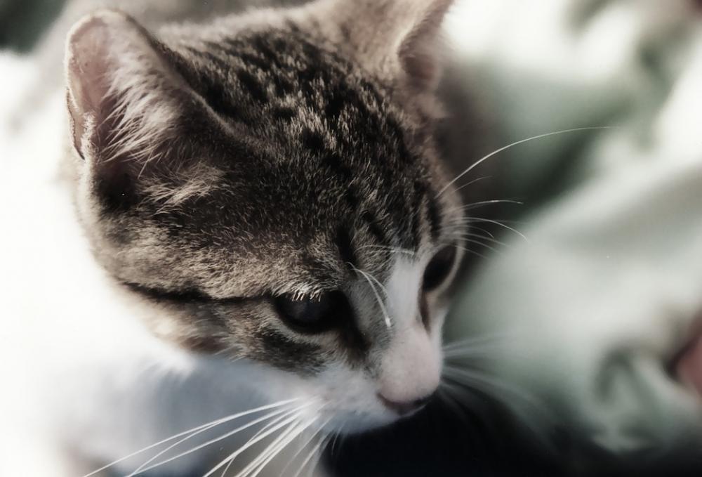 Cat Portrait Head Close-Up Feline Animal Pet Cat Portrait Head Close-Up Feline Animal Pet