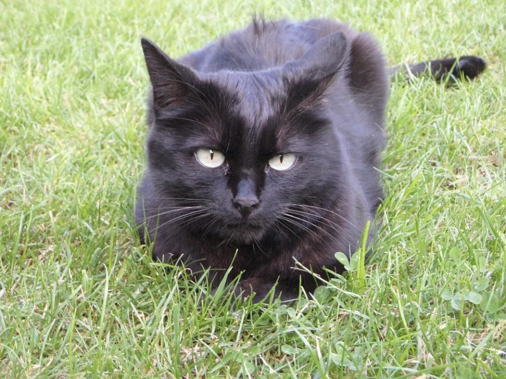 Cat Relax Animal Black Cat Relax Animal Black