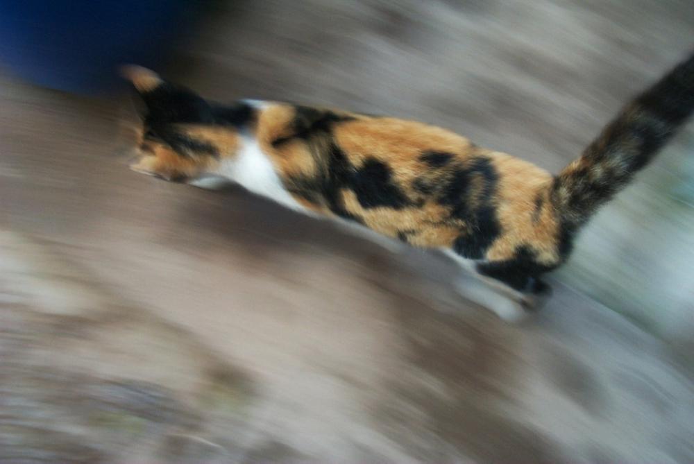Cat Speed Feline Cat Speed Feline