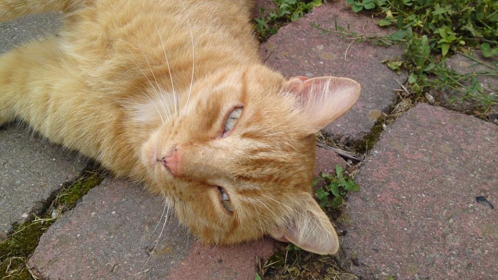 Cat Animal Cat Face Head Pet Cat Animal Cat Face Head Pet