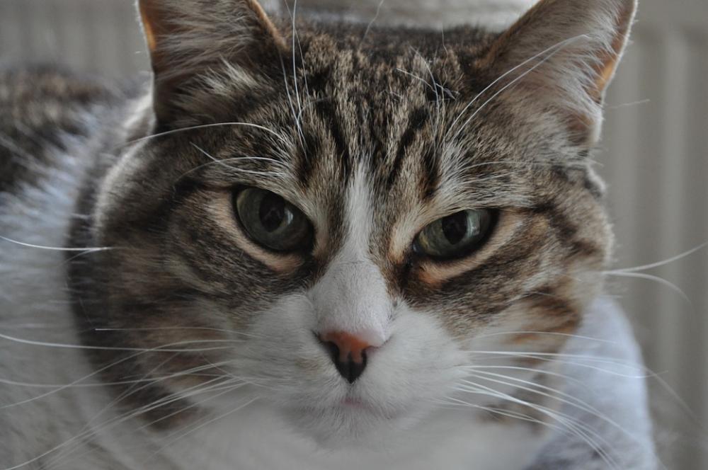 Cat Cat'S Eyes Cat Face Head Pet Cat Cat'S Eyes Cat Face Head Pet