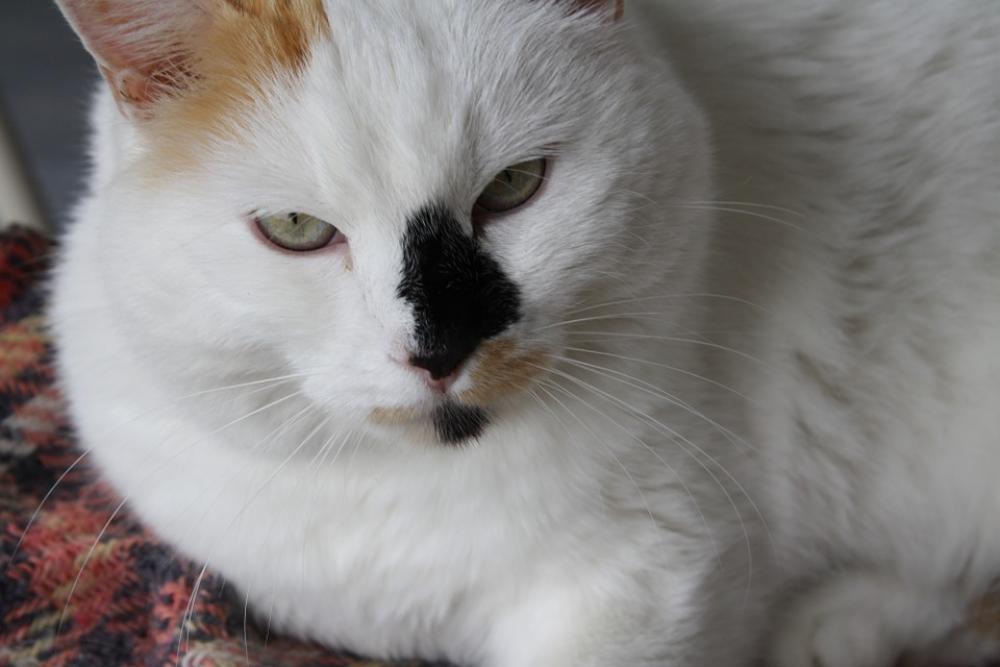 Cat Nose Black Cat Face Cat Nose Black Cat Face