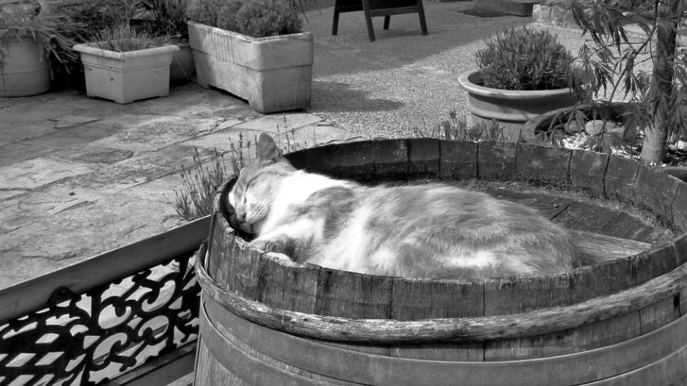 Cat Black And White Barrel Nap Rest Cat Black And White Barrel Nap Rest