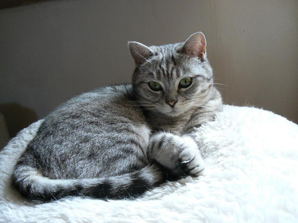 Cat Animal Eyes Rest Cat Animal Eyes Rest