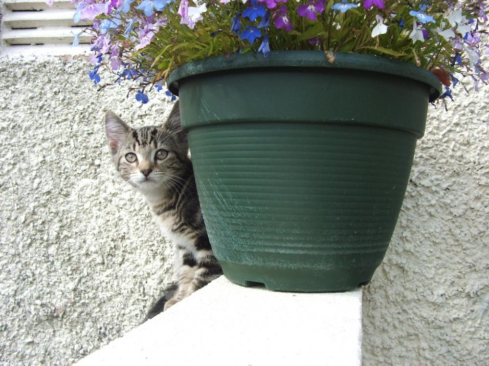 Cat Kitten Tabby Cute Face Animal Feline Kitty Cat Kitten Tabby Cute Face Animal Feline Kitty