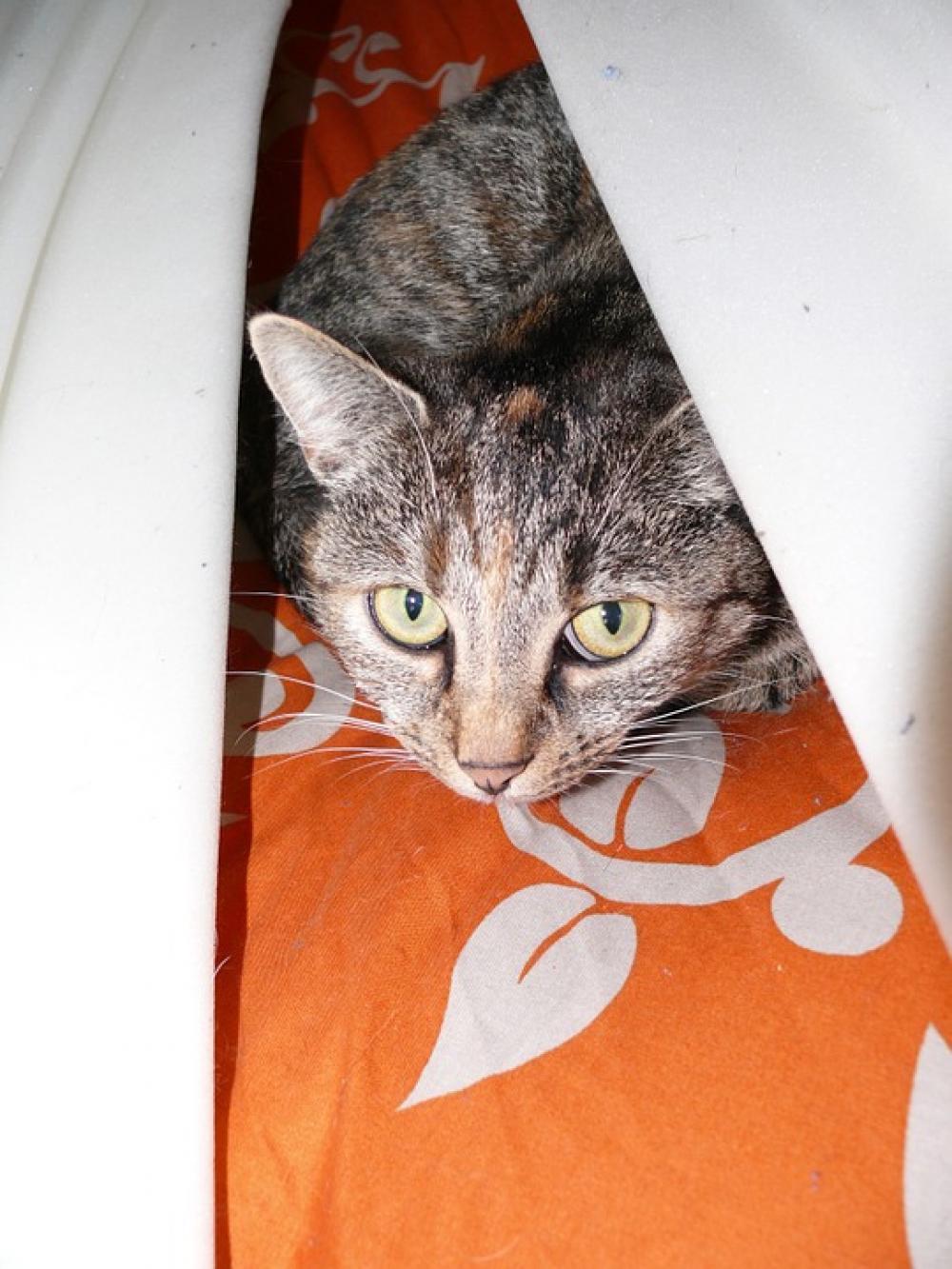 Cat Animal Profile Cat'S Eyes Curious Anxious Cat Animal Profile Cat'S Eyes Curious Anxious