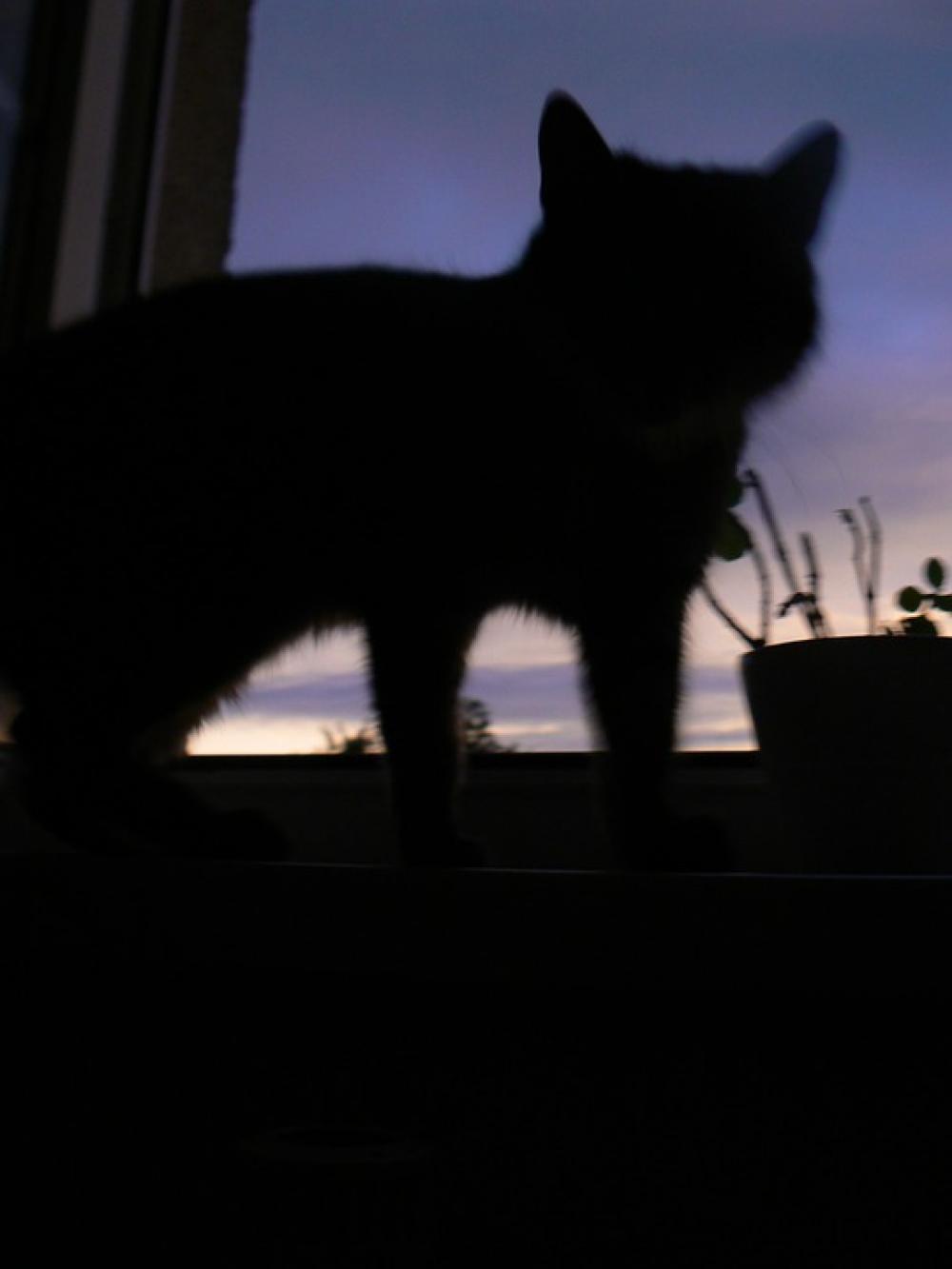 Cat Silhouette Shadow West Light And Shadow Cat Silhouette Shadow West Light And Shadow
