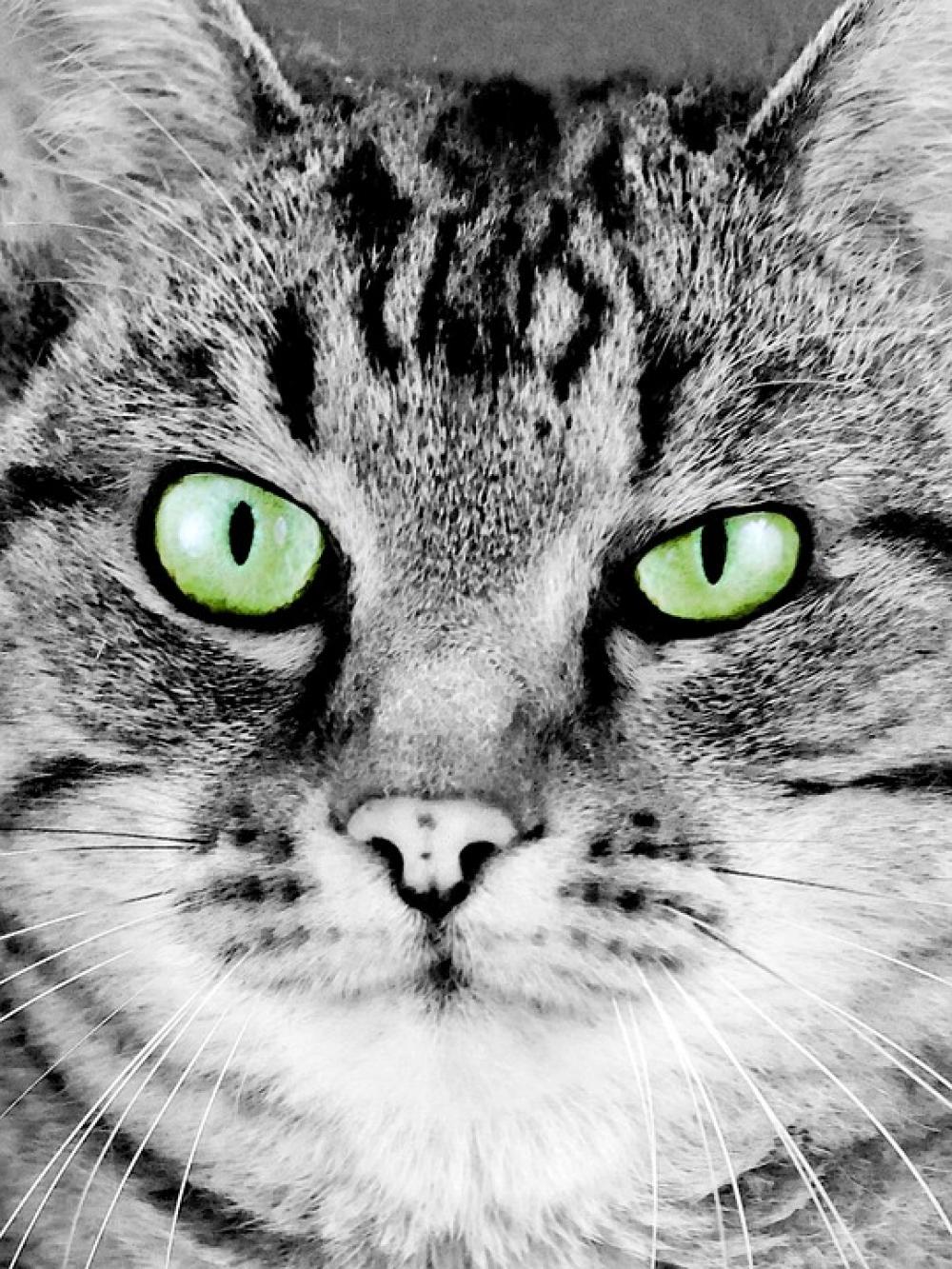 Cat Cat' Face Portrait Artistic Painting Feline Cat Cat' Face Portrait Artistic Painting Feline