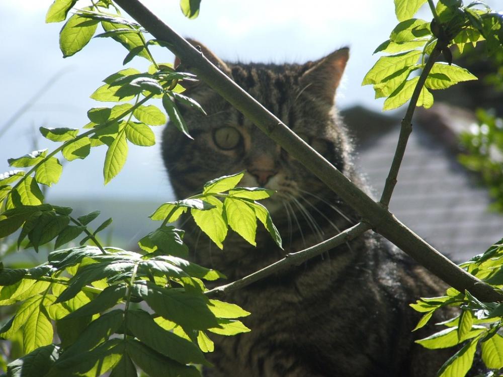 Cat Tomcat Tabb Pet Domestic Leaves Trees Cat Tomcat Tabb Pet Domestic Leaves Trees