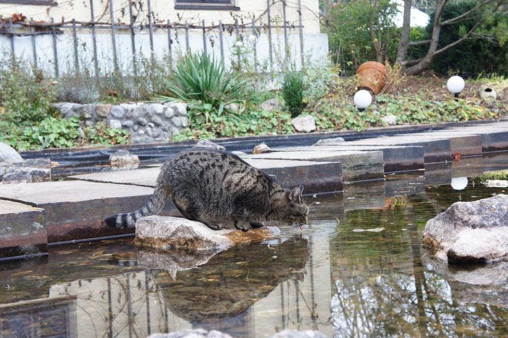 Cat Pet Domestic Cat Mieze Animal Fountain Water Cat Pet Domestic Cat Mieze Animal Fountain Water