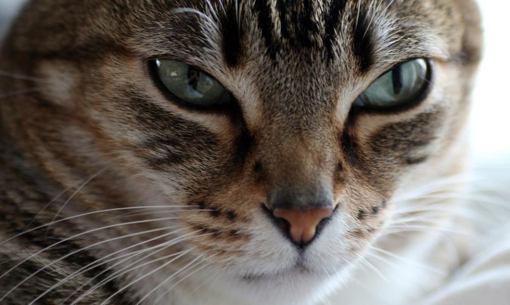 Cat Domestic Cat Cat'S Eyes Relax Chill Out Nose Cat Domestic Cat Cat'S Eyes Relax Chill Out Nose