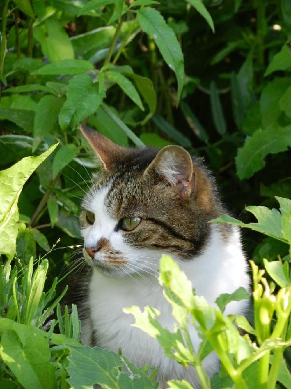 Cat Garden Green Nature Cat Garden Green Nature