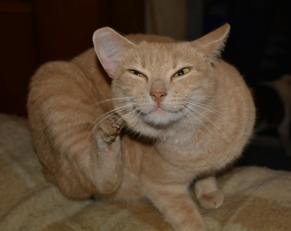 Cat Red Brown Scratch Animal Velvet Paw Cat Red Brown Scratch Animal Velvet Paw