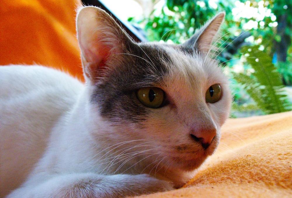 Cat Pet Animal Kitten Cat Pet Animal Kitten