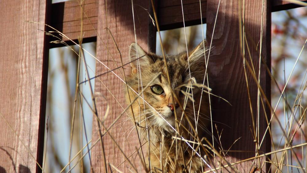 Cat Kitten View Animal Fence Eye Cat Kitten View Animal Fence Eye