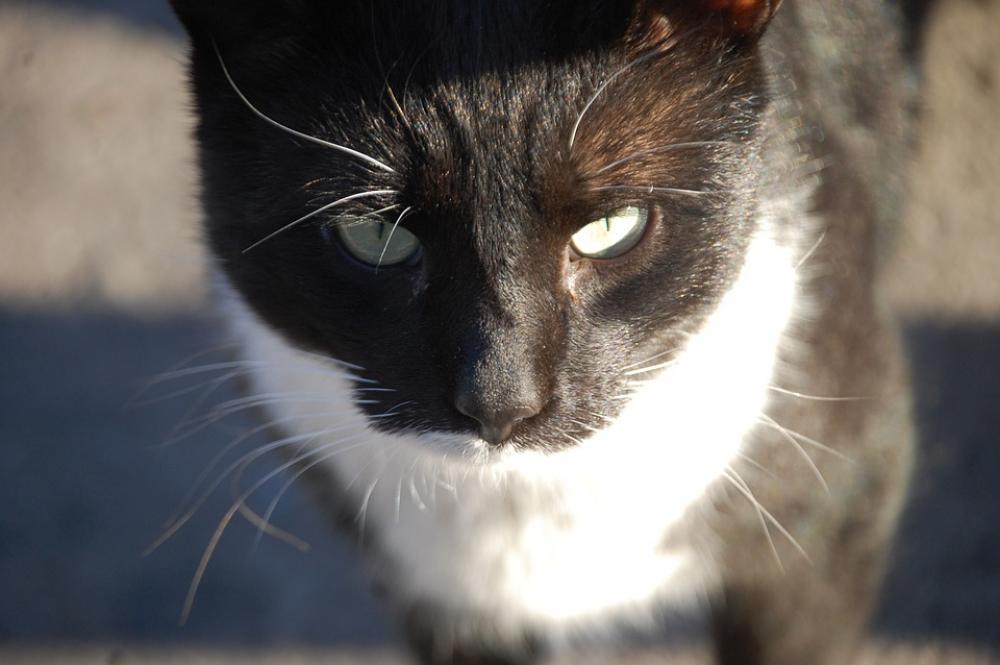 Cat Pet Animal Cat'S Eyes Feline Tuxedo Cat Kitty Cat Pet Animal Cat'S Eyes Feline Tuxedo Cat Kitty