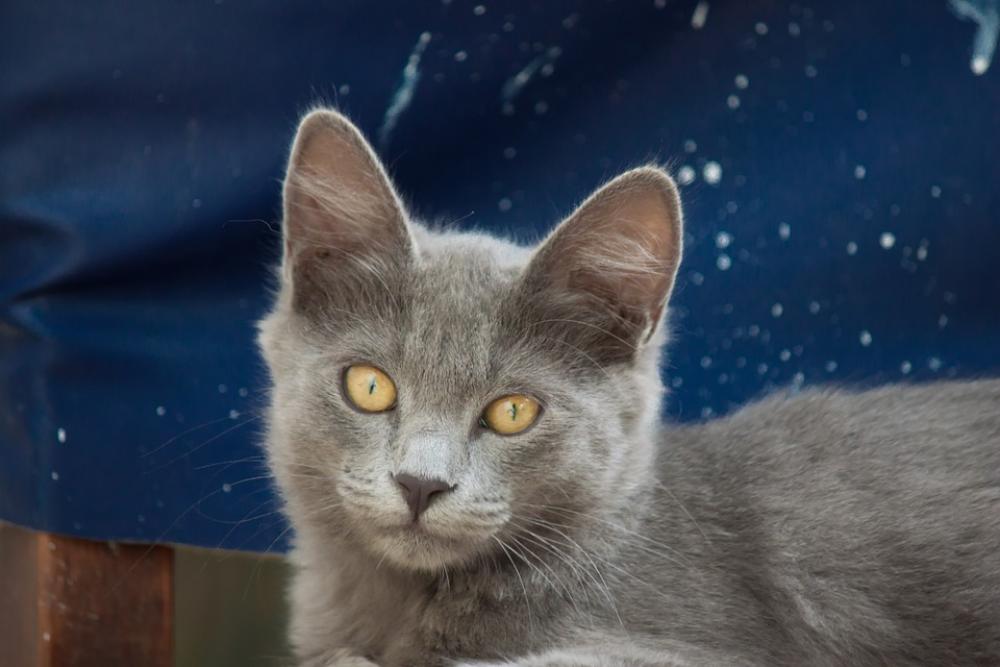 Cat Kitten Feline Pet Animals Animal Pets Cats Cat Kitten Feline Pet Animals Animal Pets Cats