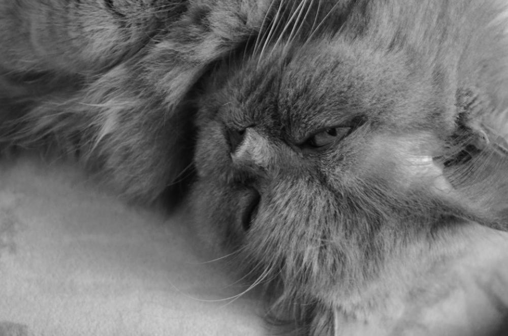 Cat British Longhair Highlander Cat British Longhair Highlander
