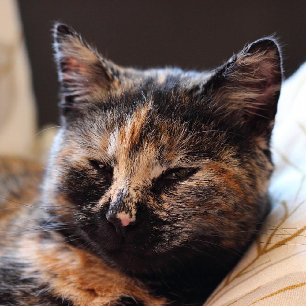 Cat Portrait Animal Expression Head Pet Lucky Cat Cat Portrait Animal Expression Head Pet Lucky Cat