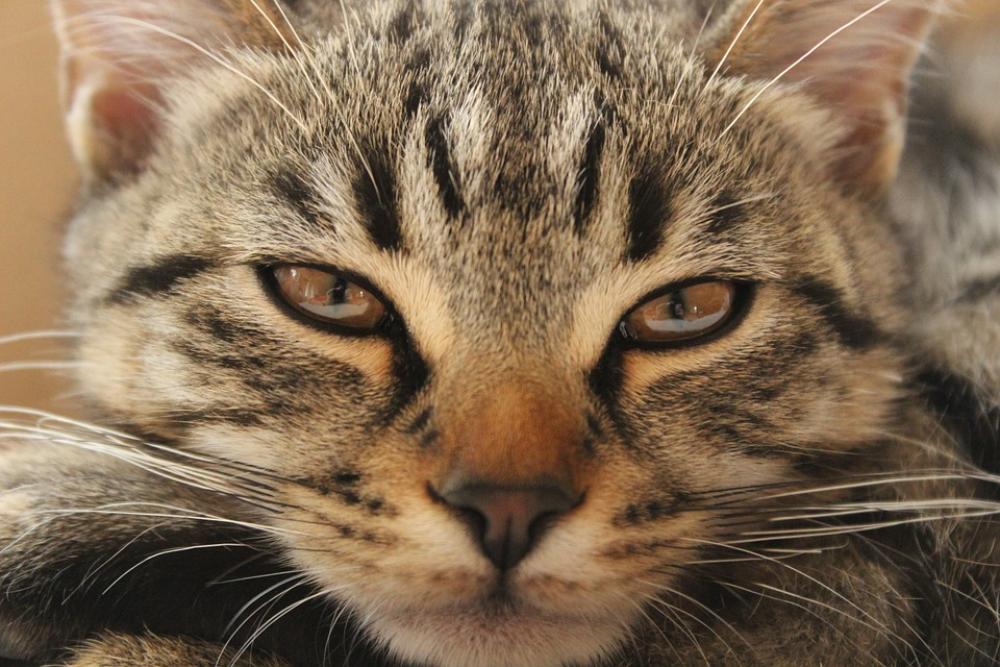 Cat Boredom Radwasabry Watch Bored Cat Boredom Radwasabry Watch Bored
