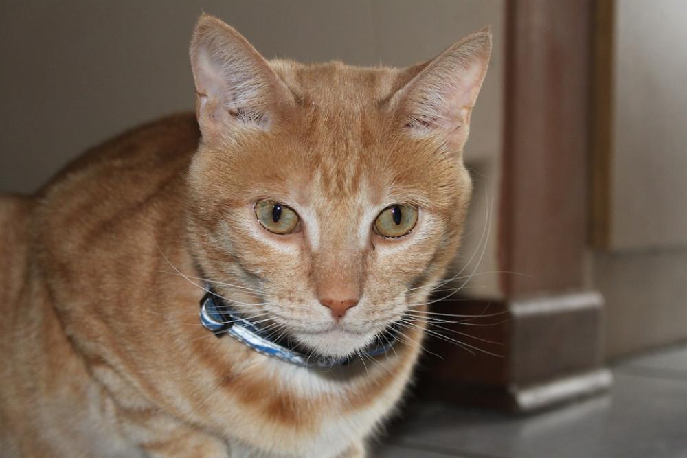 Cat Face Animal Cat Face Cute Head Mammal Cat Face Animal Cat Face Cute Head Mammal