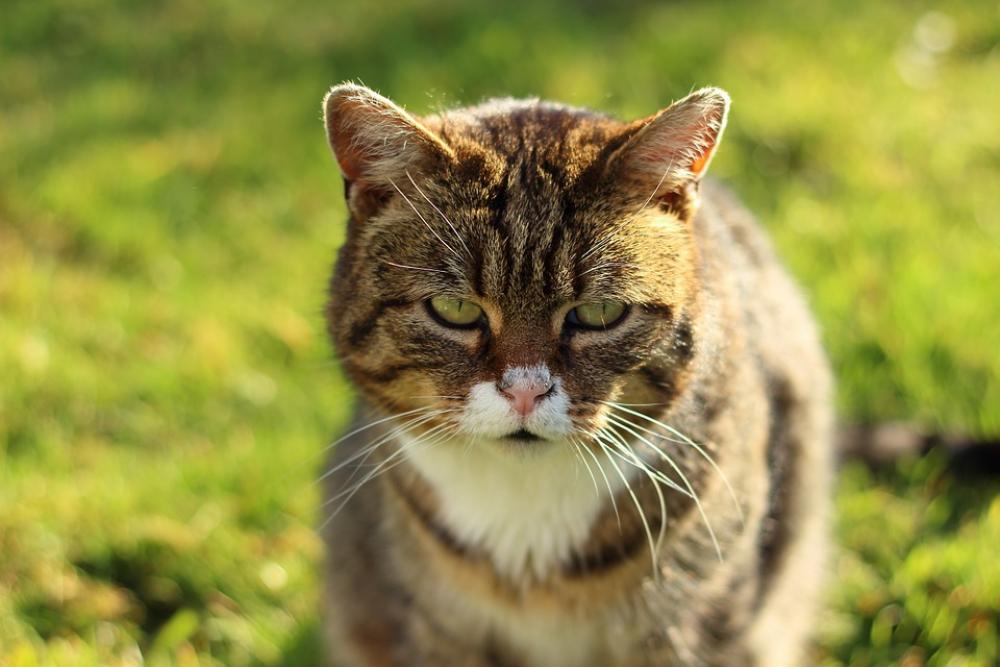 Cat Domestic Cat View Face Sun Shining Mackerel Cat Domestic Cat View Face Sun Shining Mackerel