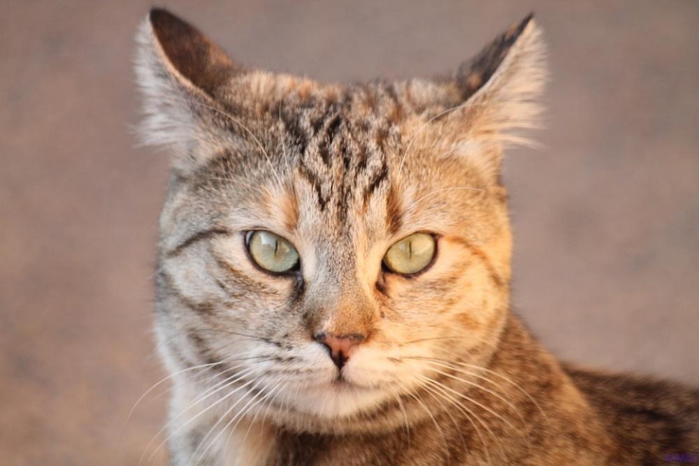 Cat Feline Gatta Animals Nature Cat Feline Gatta Animals Nature