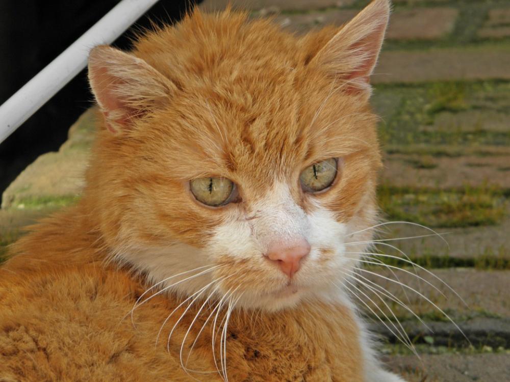 Cat Red White Out Domestic Cat Curious Attention Cat Red White Out Domestic Cat Curious Attention