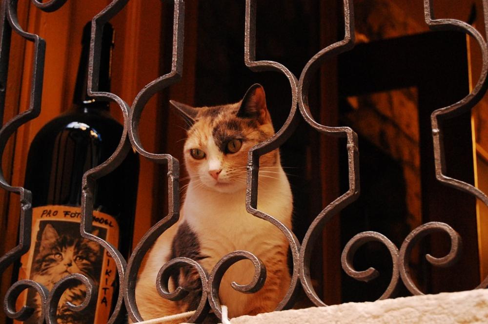 Cat Animal Window Window Sill Dreamy Cat Animal Window Window Sill Dreamy